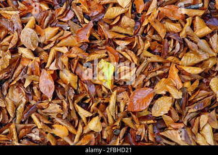 Herbstlaub im Gorbea Natural Park Stockfoto