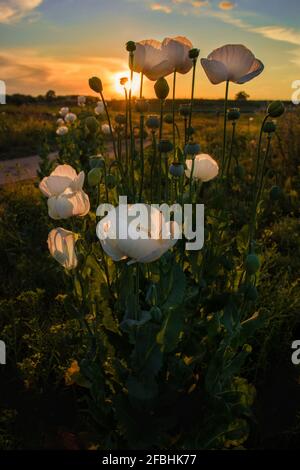 Vertikale Aufnahme von Mohnblumen, die auf einem Feld blühen Stockfoto