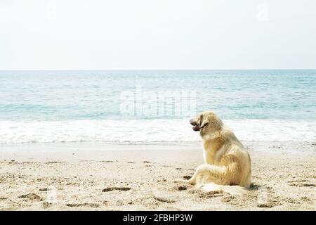Lustiger kaukasischer Schäferhund, der am Sandstrand sitzt und auf die Meereswellen blickt. Einsame Hunde sitzen am Sandufer, klarer sonniger Tag, blaues Wasser, Stockfoto