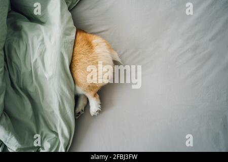 Heck des Corgi-Hundes, der aus der Bettdecke herausragt Stockfoto