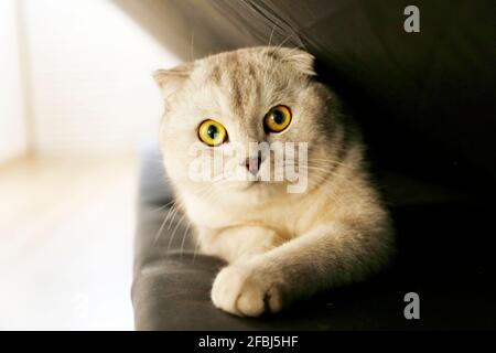 Niedliche schottische Fold Breed Katze mit gelben Augen liegt auf schwarzem Textil-Sofa zu Hause. Weiche, flauschige, reinrassige, kurze Haare mit Lop-ohrigen Kitty. Hintergrund, Kopie en Stockfoto