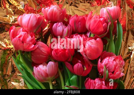 Blühende rosa Doppeltulippen Stockfoto