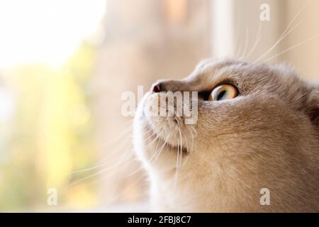 Porträt einer niedlichen schottischen Fold Breed Katze mit gelben Augen, die zu Hause am Fenster liegen, sonniger Blick auf den Tag. Weiche, flauschige, reinrassige, kurze Haare mit Lop-ohrigen Kitty Stockfoto