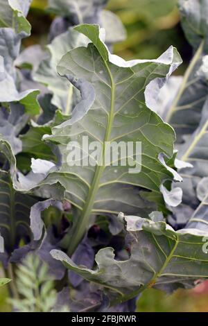 Eier aus Weißkohl - Pieris rapae (lateinischer Name) auf dem Blatt. Es ist ein schwerer Schädling von Kohl, Blumenkohl, Kopfsteinpflaster und anderen Pflanzen Stockfoto