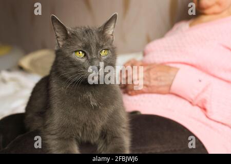 Große alte Katze sitzt auf dem Schoß einer älteren Frau. Ältere Dame, die sich mit ihrem blauen russischen Kitty-Haustier ausruhte. Reife, mürrische Katze, die auf den Beinen der Großmutter liegt, faltig Stockfoto