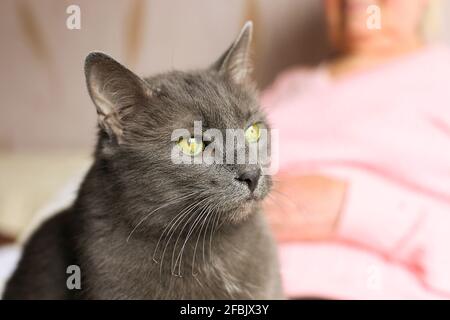 Große alte Katze sitzt auf dem Schoß einer älteren Frau. Ältere Dame, die sich mit ihrem blauen russischen Kitty-Haustier ausruhte. Reife, mürrische Katze, die auf den Beinen der Großmutter liegt, faltig Stockfoto