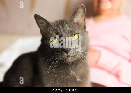 Große alte Katze sitzt auf dem Schoß einer älteren Frau. Ältere Dame, die sich mit ihrem blauen russischen Kitty-Haustier ausruhte. Reife, mürrische Katze, die auf den Beinen der Großmutter liegt, faltig Stockfoto