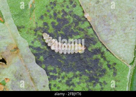 Der Rosskastanienblattminer (Cameraria ohridella) ist eine Blattfalter der Familie der Gracillariidae. Die Motte auf der Rinde der gemeinen Rosskastanie. Stockfoto