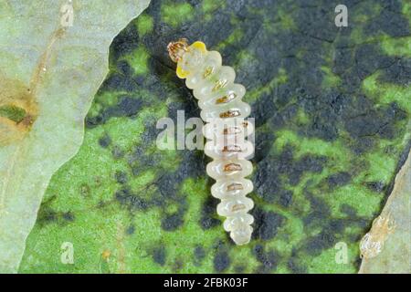 Der Rosskastanienblattminer (Cameraria ohridella) ist eine Blattfalter der Familie der Gracillariidae. Die Motte auf der Rinde der gemeinen Rosskastanie. Stockfoto