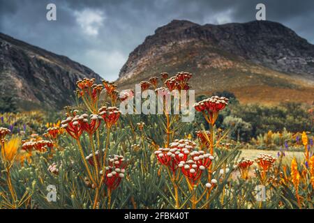 Wunderschöne rote Blüten aus Nadelbäumen vor dem Hintergrund der Majestic Mountains. Harold Porter National Botanical Garden. Südafrika. Stockfoto