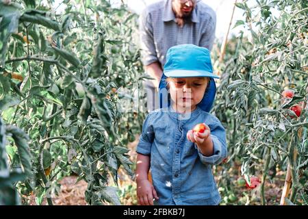 Kleinkind hält Tomate, während er auf dem Bauernhof mit dem Vater erntet Stockfoto