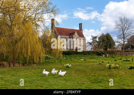 Gänse in einem Dorfgarten, Penhurst Manor, East Sussex, Großbritannien Stockfoto