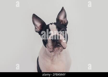 Boston Terrier Hund vor weißem Hintergrund Stockfoto