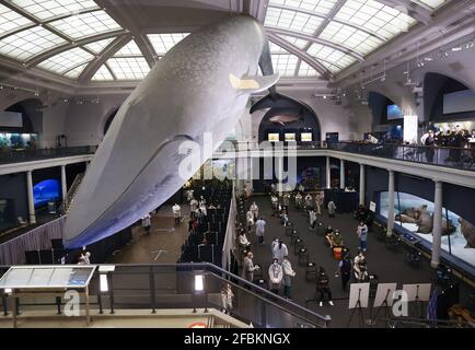 New York, Usa. April 2021. Gesundheitshelfer kümmern sich um Menschen, die nach dem berühmten 94 Meter langen Modell eines Blauwals geimpft werden, wenn das American Museum of Natural History am Freitag, den 23. April 2021, im AMNH in New York City in eine Massenimpfstelle umgewandelt wird. Foto von John Angelillo/UPI Credit: UPI/Alamy Live News Stockfoto