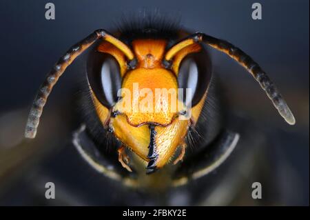 Makroansicht eines Hornionkopfes schließen. Vespa velutina, auch bekannt als die gelbbeinige Hornisse oder asiatische Raubwespe. Stockfoto