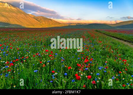 Mohnblumen blühen in der Abenddämmerung auf dem Piano Grande-Hochplateau Stockfoto