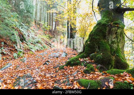 Alte moosige Buche entlang des Wanderweges im Wald Stockfoto