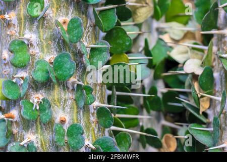 Alluaudia ascendens, lokaler Name ist fantsiolotse. Kleine herzförmige Blätter und scharfe Stacheln einer Kaktus-Sukkulenten Pflanze aus Madagaskar aus der Nähe. Pla Stockfoto