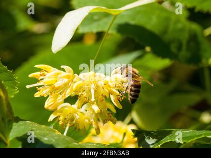 Ein Lindenzweig mit Blumen und Blättern für Heiltee Mit einer Biene Stockfoto