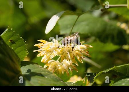 Ein Lindenzweig mit Blumen und Blättern für Heiltee Mit einer Biene Stockfoto
