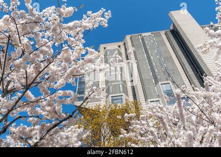 Die John P. Robarts Research Library umrahmt von der Blüte der Kirschbäume. Die Blüte der Kirschbäume ist eine lokale Tradition, die von vielen in der gefeiert wird Stockfoto