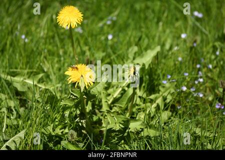 hübscher Zitronenfalter (gonepteryx rhamni) The first Sonnenstrahlen on an Löwenzahnblüte (taraxacum) on an Frühlingswiese Stockfoto