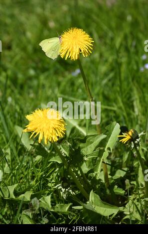 hübscher Zitronenfalter (gonepteryx rhamni) The first Sonnenstrahlen on an Löwenzahnblüte (taraxacum) on an Frühlingswiese Stockfoto