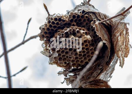 Eine Nahaufnahme eines Papierwespennests, das aufgegeben und aufgebrochen wurde. Das Insektennest hängt an einem Ast und ist von unten zu sehen. Stockfoto
