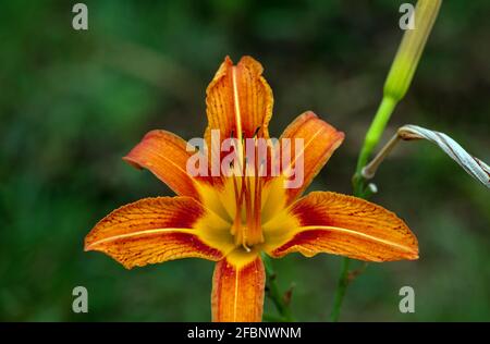 Eine hübsche orangefarbene Taglilie kontrastiert schön mit einem unscharfen grünen Hintergrund, der ein Gefühl von Energie und Frieden vermittelt. Stockfoto