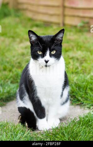 Eine männliche schwarz-weiße britische Kurzhaarkatze (Felis catus) Friedlich auf einem flachen Trittstein im Garten sitzen Stockfoto
