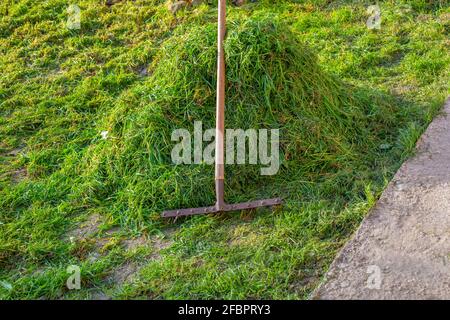 Säubern von gemähtem grünem Gras vom Rasen. Auf dem gesammelten Grashalm liegt ein Metallrechen. Stockfoto