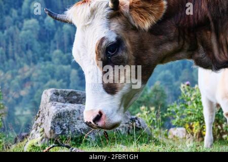 Kaukasische Rinder auf dem Hintergrund der Almen. Porträts von Kühen und Färsen Stockfoto