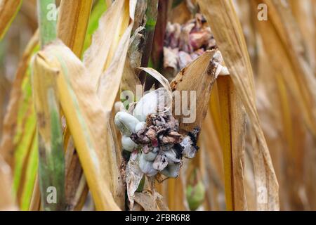 Maisschmierungen (Ustilago zeae). Ustilago maydis Krankheit auf Maiskolben. Stockfoto