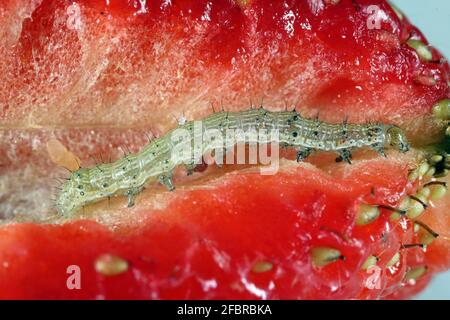 Raupe des Baumwollbollworms, Maisohrwurms oder des (afrikanischen) alten Welbollworms Helicoverpa armigera, auch bekannt als das knappe Stroh mit Rand. Stockfoto