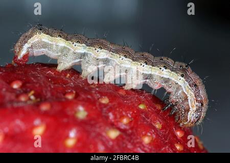 Raupe des Baumwollbollworms, Maisohrwurms oder des (afrikanischen) alten Welbollworms Helicoverpa armigera, auch bekannt als das knappe Stroh mit Rand. Stockfoto