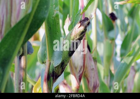 Die Vogelkirsche-Haferlaus (Rhopalosiphum padi) ist eine Blattlaus in der Superfamilie Aphidoidea in der Ordnung Hemiptera Schädling von Mais, Mais und anderen Getreiden. Stockfoto