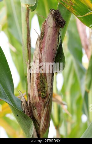 Die Vogelkirsche-Haferlaus (Rhopalosiphum padi) ist eine Blattlaus in der Superfamilie Aphidoidea in der Ordnung Hemiptera Schädling von Mais, Mais und anderen Getreiden. Stockfoto