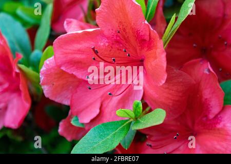 Azaleen blühen im Frühling, ihre Blüten dauern oft mehrere Wochen. Schatten tolerant, bevorzugen sie leben in einem Garten angebaut. Stockfoto