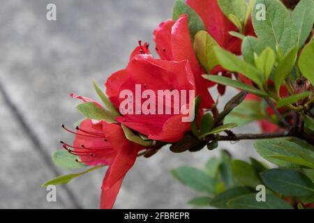 Azaleen blühen im Frühling, ihre Blüten dauern oft mehrere Wochen. Schattentolerant, sie leben lieber in der Nähe oder werden in einem Garten angebaut. Stockfoto