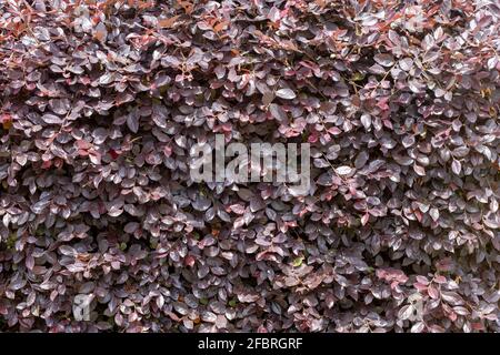 Photinia ist eine Gattung von etwa 40–60 Arten von kleinen Bäumen und großen Sträuchern, die in einem Garten angebaut werden. Stockfoto