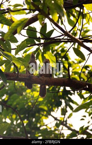 Paarungswechselwirkungen, Paarbindung: Gegenseitige Reinigung des Gefieders (Prägung). Ceylon Rufous Babbler (Turdoides rufescens) - Sri Lanka endemische Arten, Stockfoto