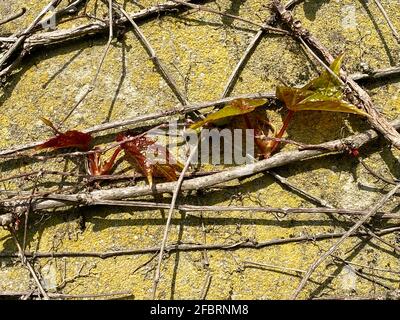 Frische rote Blätter wachsen, wenn der Frühling eintrifft und Pflanzen in der warmen Frühlingssonne zum Leben erstehen. Hedera, auch Efeu genannt, ist eine Art von Eve Stockfoto