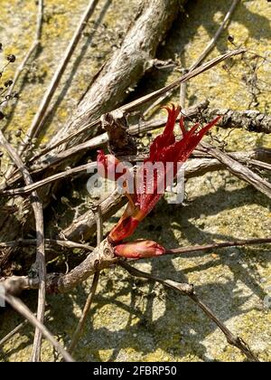 Frische rote Blätter wachsen, wenn der Frühling eintrifft und Pflanzen in der warmen Frühlingssonne zum Leben erstehen. Hedera, auch Efeu genannt, ist eine Art von Eve Stockfoto