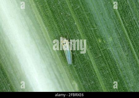 Maisblättertrichter (Zyginidia scutellaris) Schädling der Maisernte. Insekt auf Wintergetreide. Stockfoto