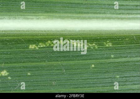 Maisblättertrichter (Zyginidia scutellaris) Schädling der Maisernte. Insekt auf Wintergetreide. Stockfoto