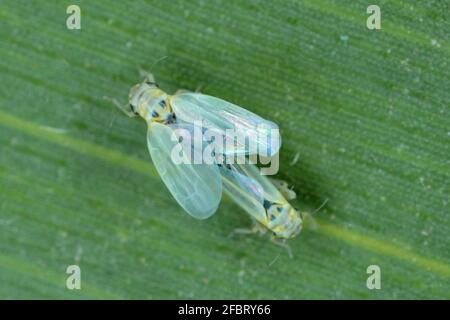 Maisblättertrichter (Zyginidia scutellaris) Schädling der Maisernte. Insekt auf Wintergetreide. Stockfoto