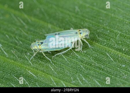 Maisblättertrichter (Zyginidia scutellaris) Schädling der Maisernte. Insekt auf Wintergetreide. Stockfoto