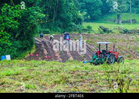 BAJO GRANDE, PANAMA - 26. MAI 2016: Arbeiter auf Gemüsefeldern in der Nähe des Dorfes Bajo Grande in der Nähe des Vulkans Baru, Panama Stockfoto