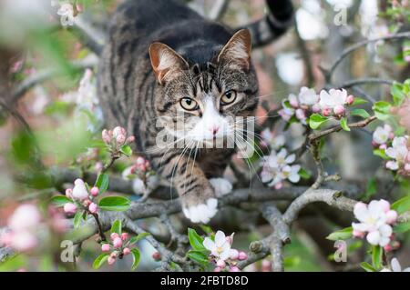 Eine kurzhaarige gestromte Katze (Felis catus) Sitzen auf einem blühenden Apfelbaum (Malus domestica) Stockfoto