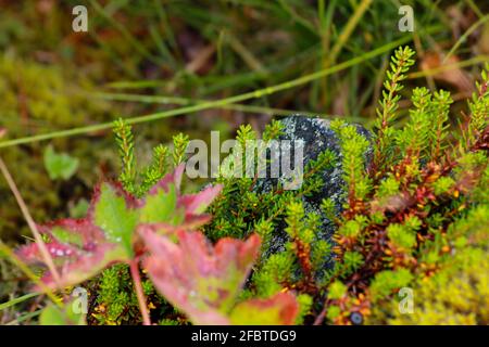 Ein regnerischer Tag Stockfoto